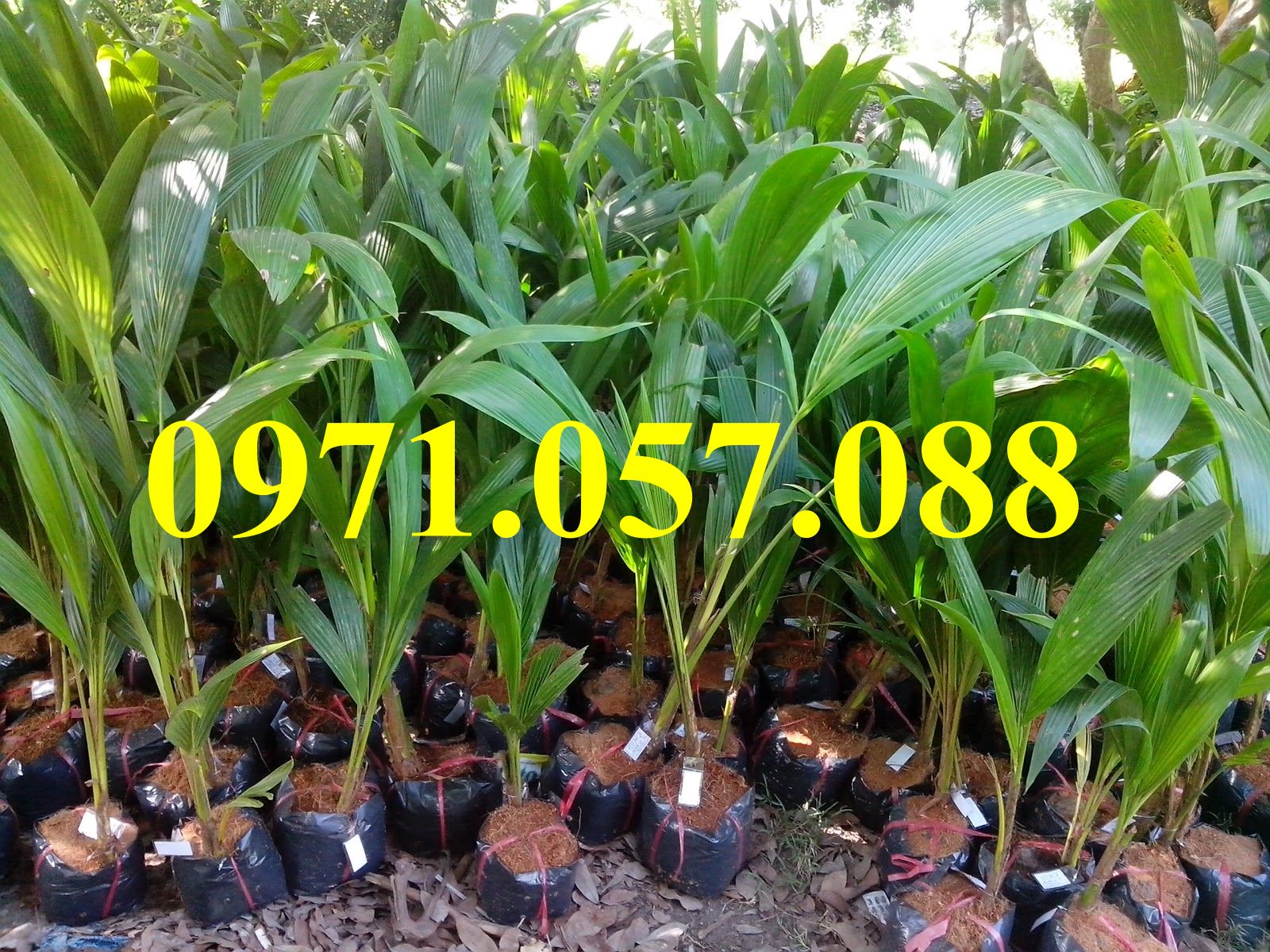CÂY GIỐNG CAU TỨ QUÝ